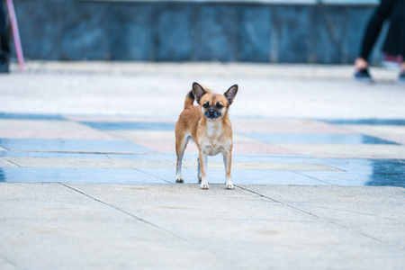 A dog in the parkの写真素材