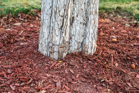 Tree roots close-upの写真素材