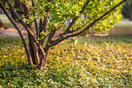 Roadside Tree