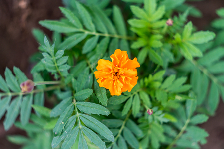 A close-up of flowers in bloom in a gardenの写真素材