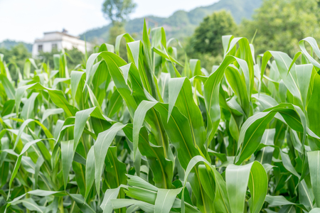 A field of corn growing in suburban fieldsの写真素材