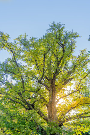 A big tree close upの写真素材