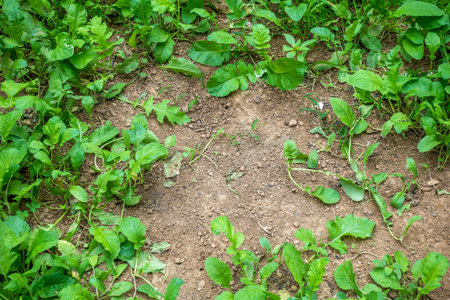 Outdoor vegetation on the ground