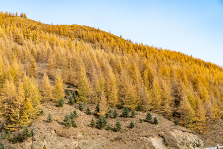 In autumn, the mountains and golden leaves under the blue skyの写真素材