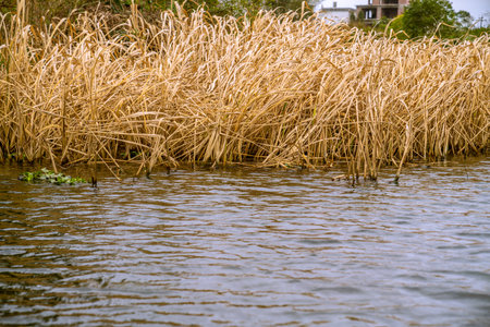 There was a golden reed by the water's edgeの写真素材
