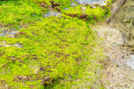Reefs and seaweed on the coast of Weizhou Island, Guangxi, China