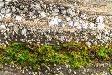 Reefs and seaweed on the coast of Weizhou Island, Guangxi, China