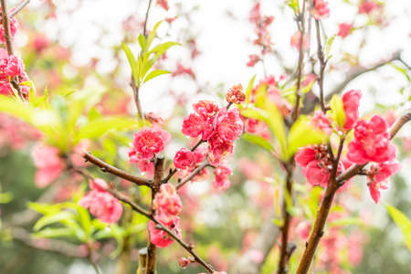 The red blossoms on the peach treesの写真素材