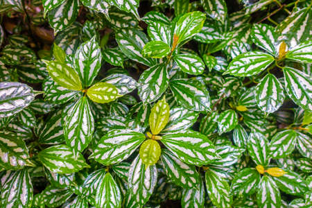 The leaves of the banyan tree in the tropical rain forestの写真素材