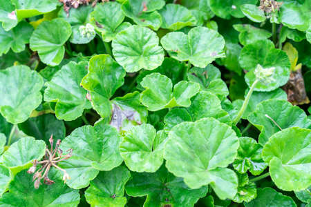 Rain forest on cloudy daysの写真素材