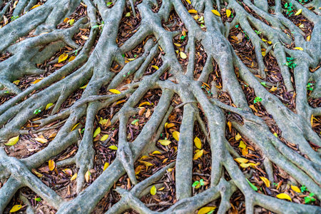 The trees and branches of the forest