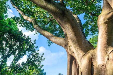 The trees and branches of the forest