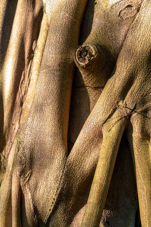 The trees and branches of the forestの写真素材