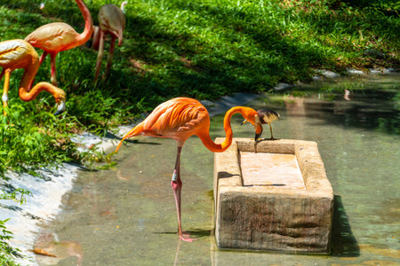 Flamingos in the wild drink waterの写真素材