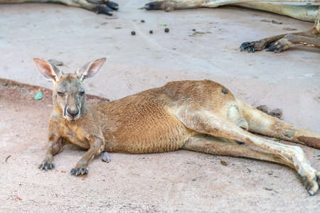 Fallow deer resting in the wildの写真素材