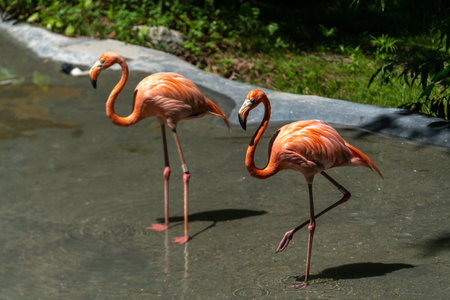 Flamingos in the wild drink waterの写真素材