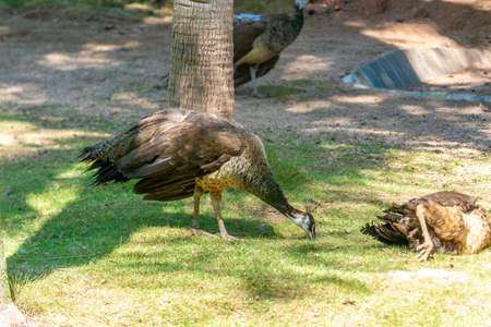 Beautiful peacocks at the zooの写真素材
