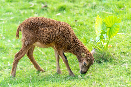 Fallow deer resting in the wildの写真素材