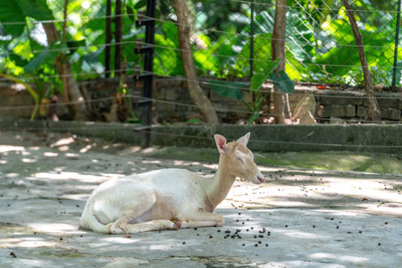 Fallow deer resting in the wildの写真素材