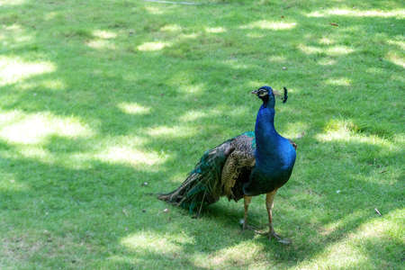 Beautiful peacocks at the zooの写真素材