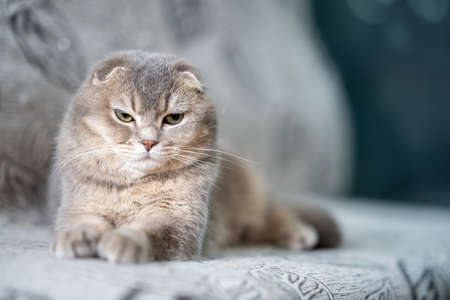A grey Scottish Fold cat was restingの写真素材