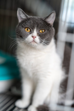 A blue and white British shorthair