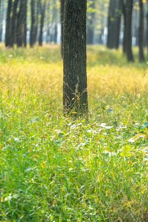 Trees and meadows in the forest during the day