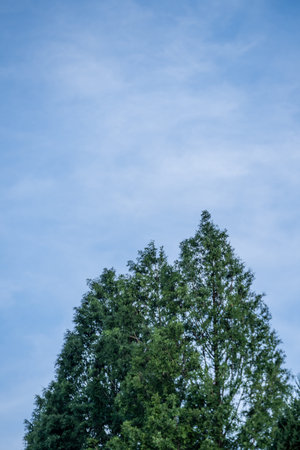 A tall pine tree growing under a blue sky with scattered clouds and sunlight