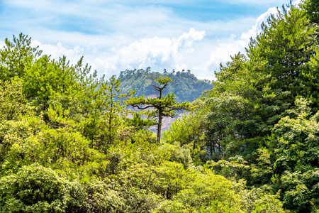 Scenic view of Zhangjiajie in Hunan, China, featuring unique mountain peaks and lush forestsの写真素材