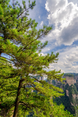 Scenery of Zhangjiajie Scenic area in Hunan Province, Chinaの写真素材