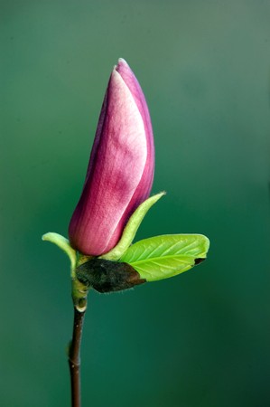 magnoliaの写真素材