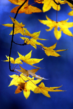 autumn trees                             