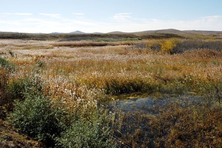 grassland everglade                                の写真素材