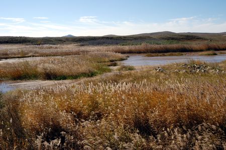 grassland everglade                               の写真素材