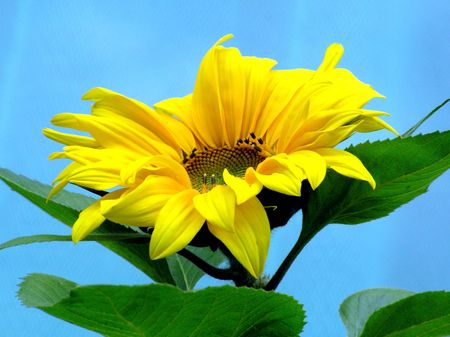 sunflower   の写真素材