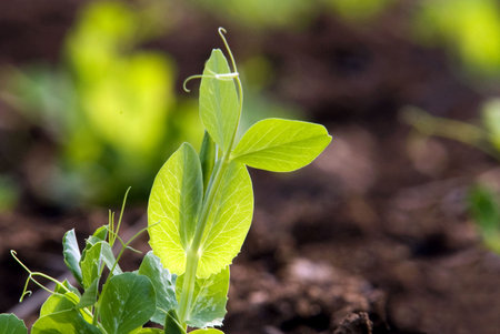 Farmland planted peasの写真素材