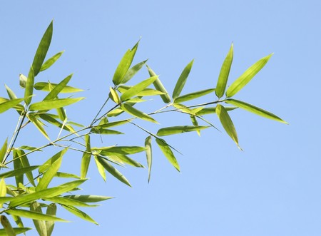 Zen bamboo の写真素材