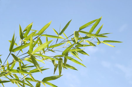 Zen bamboo の写真素材