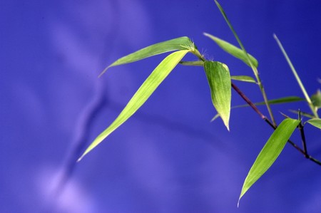 Zen bamboo の写真素材