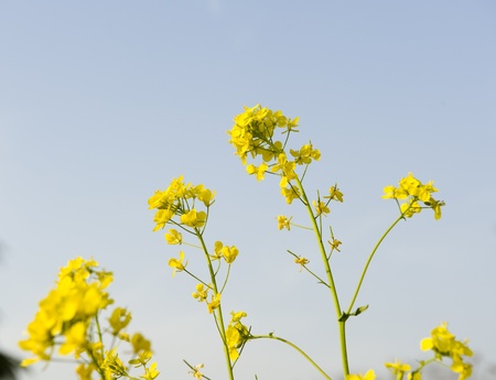 cole flowerの写真素材