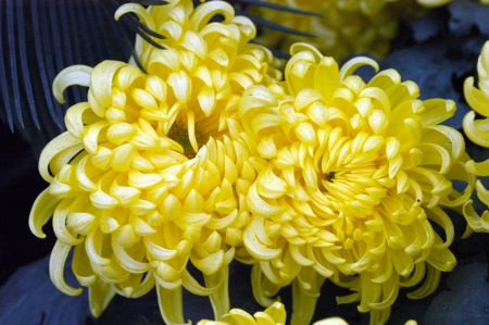 chrysanthemum                      の写真素材