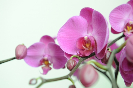moth orchidの写真素材