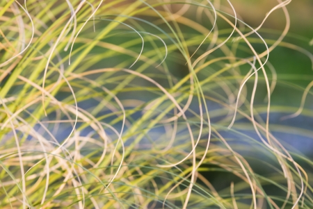 Detail of herbs of different tones on the coast の写真素材