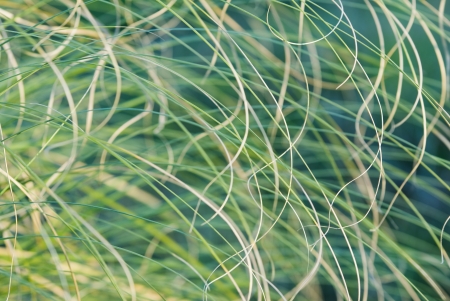 Detail of herbs of different tones on the coast の写真素材