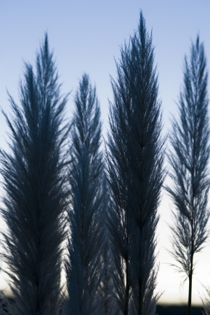 Leaves of grass of the pampa on Skyの写真素材