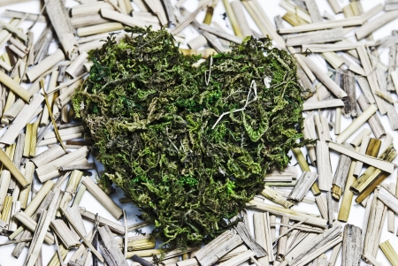 heart made   with moss on clean backgroundの写真素材