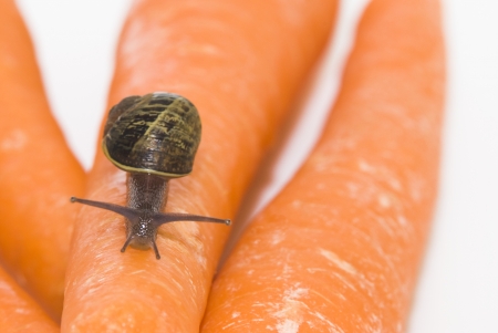 small snail with orange carrots on white backgroundの写真素材