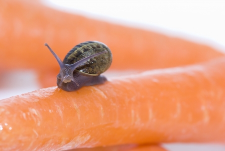small snail with orange carrots on white backgroundの写真素材