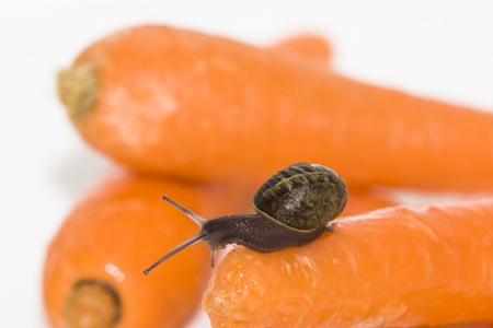 small snail with orange carrots on white backgroundの写真素材