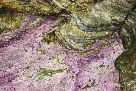 Aquatic Life on the rocks on the beaches of Galicia , Atlantic Ocean, Spainの写真素材